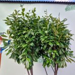 Vavrínovec lekársky (Prunus Laurocerasus) ´NOVITA´ - výška 190-220 cm, kont. C90L (-22°C) VIACKMENNÝ